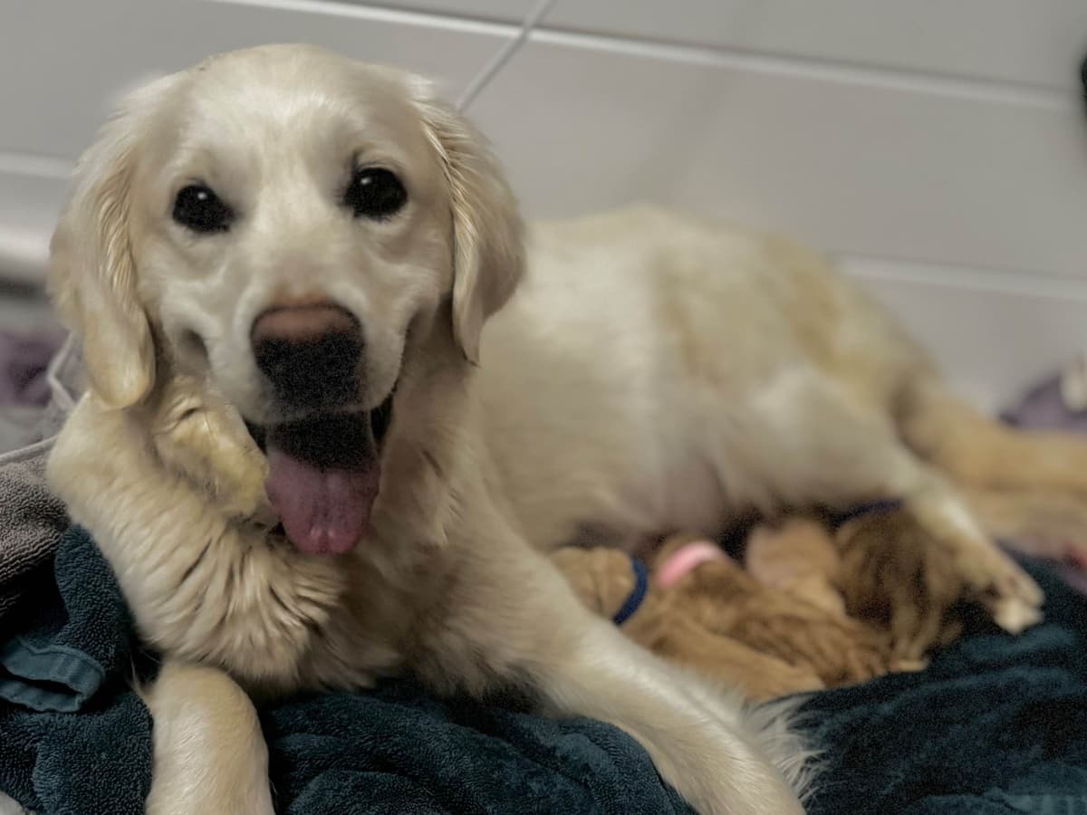 Golden Retriever Puppies breeder image 7