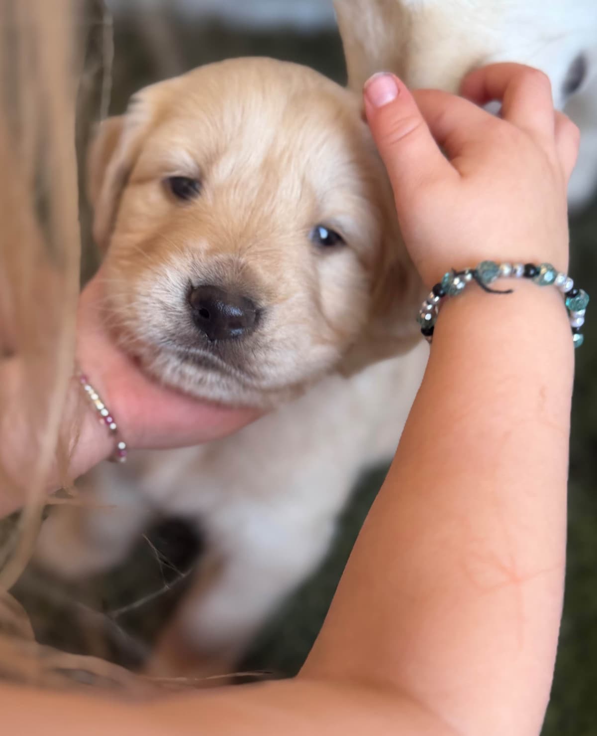 Golden Retriever Puppies breeder image 9