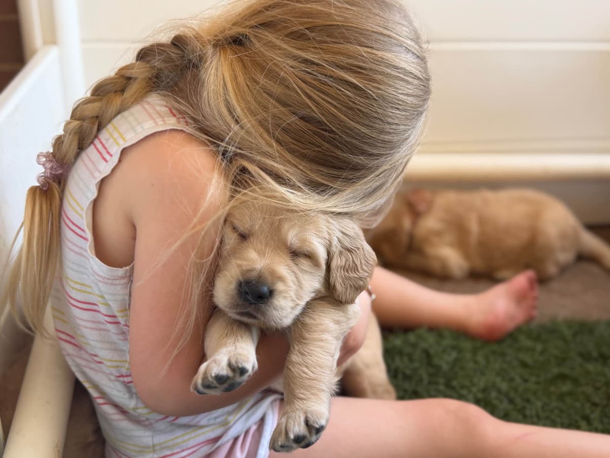 Golden Retriever Puppies breeder image 11