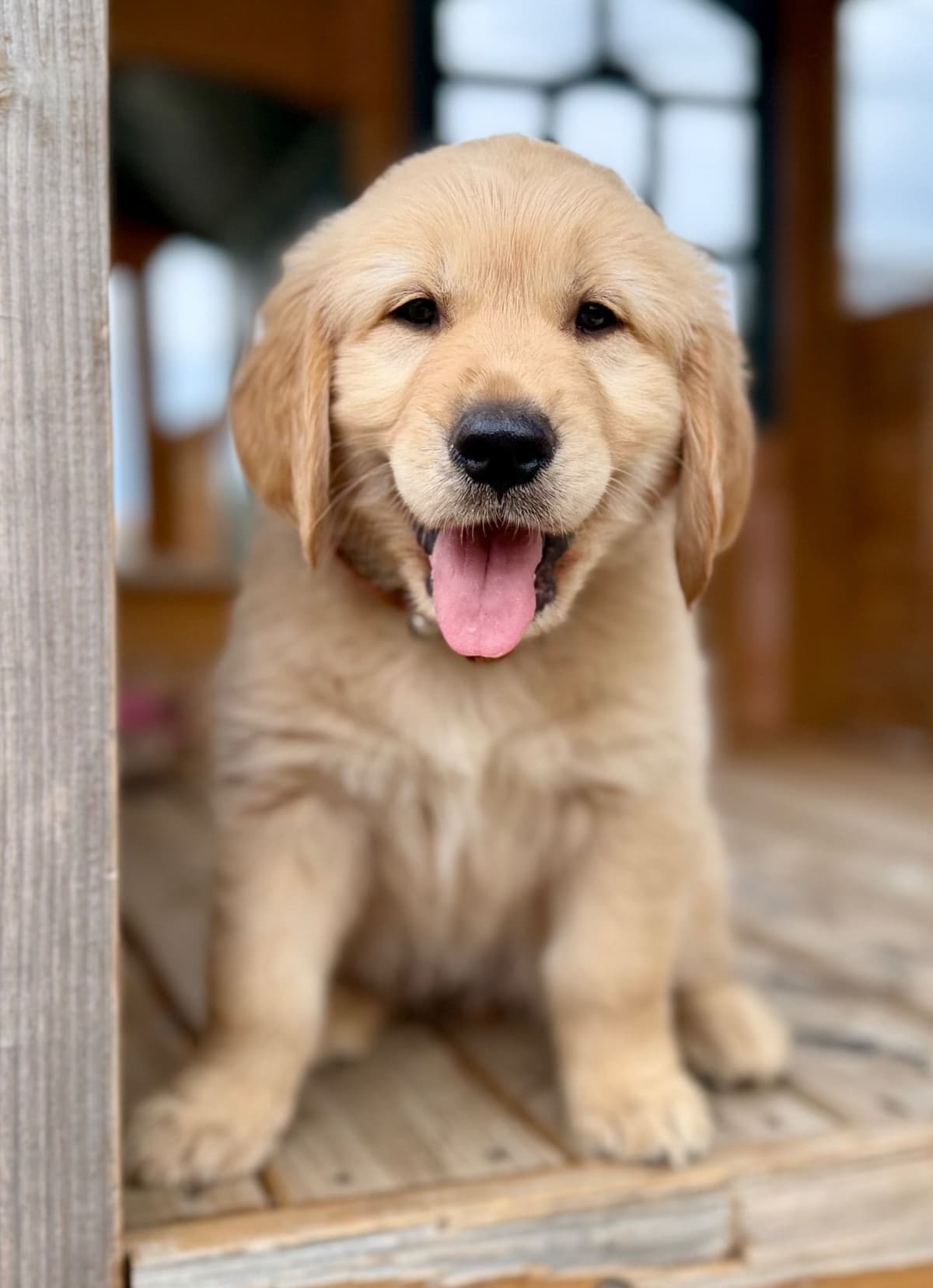Golden Retriever Puppies breeder image 10