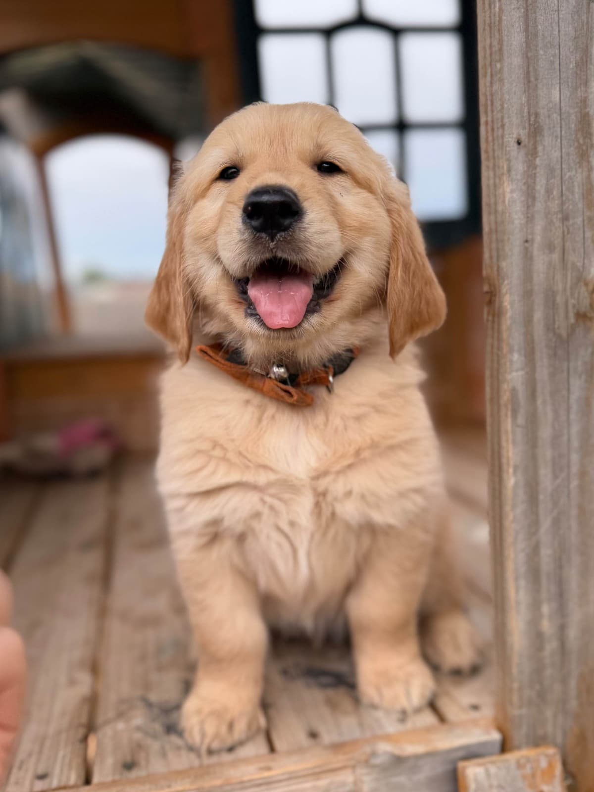 Golden Retriever Puppies breeder image 12