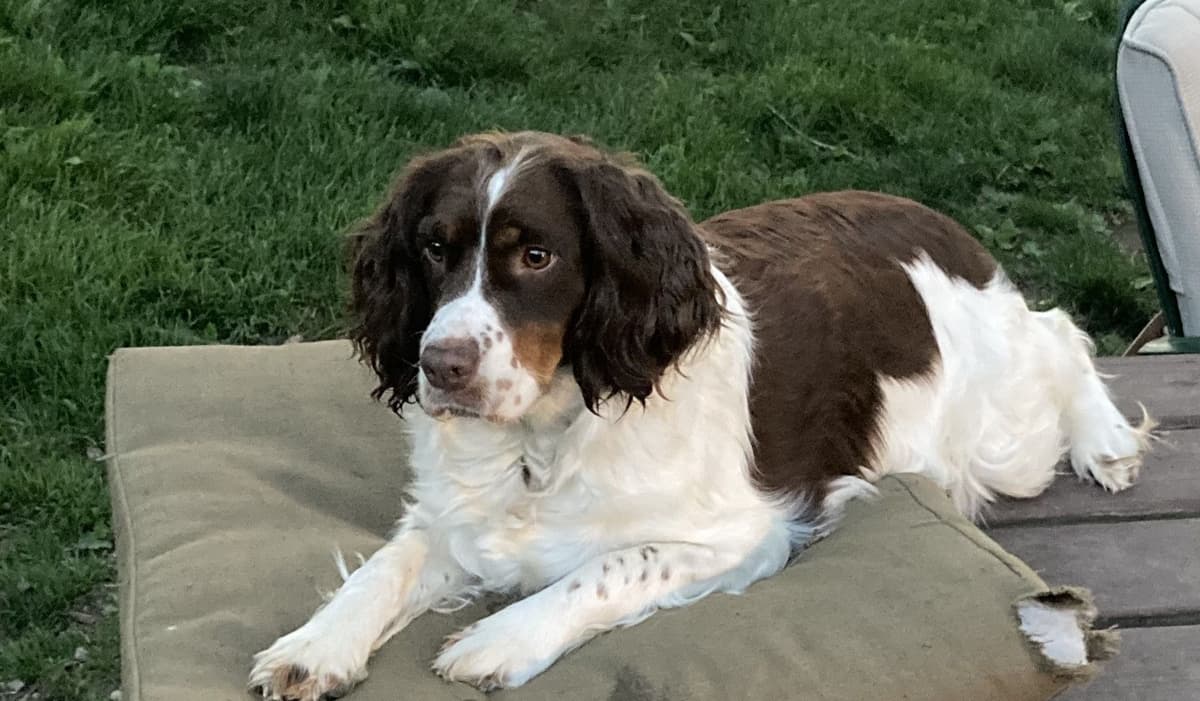English Springer Spaniel Puppies breeder image 1