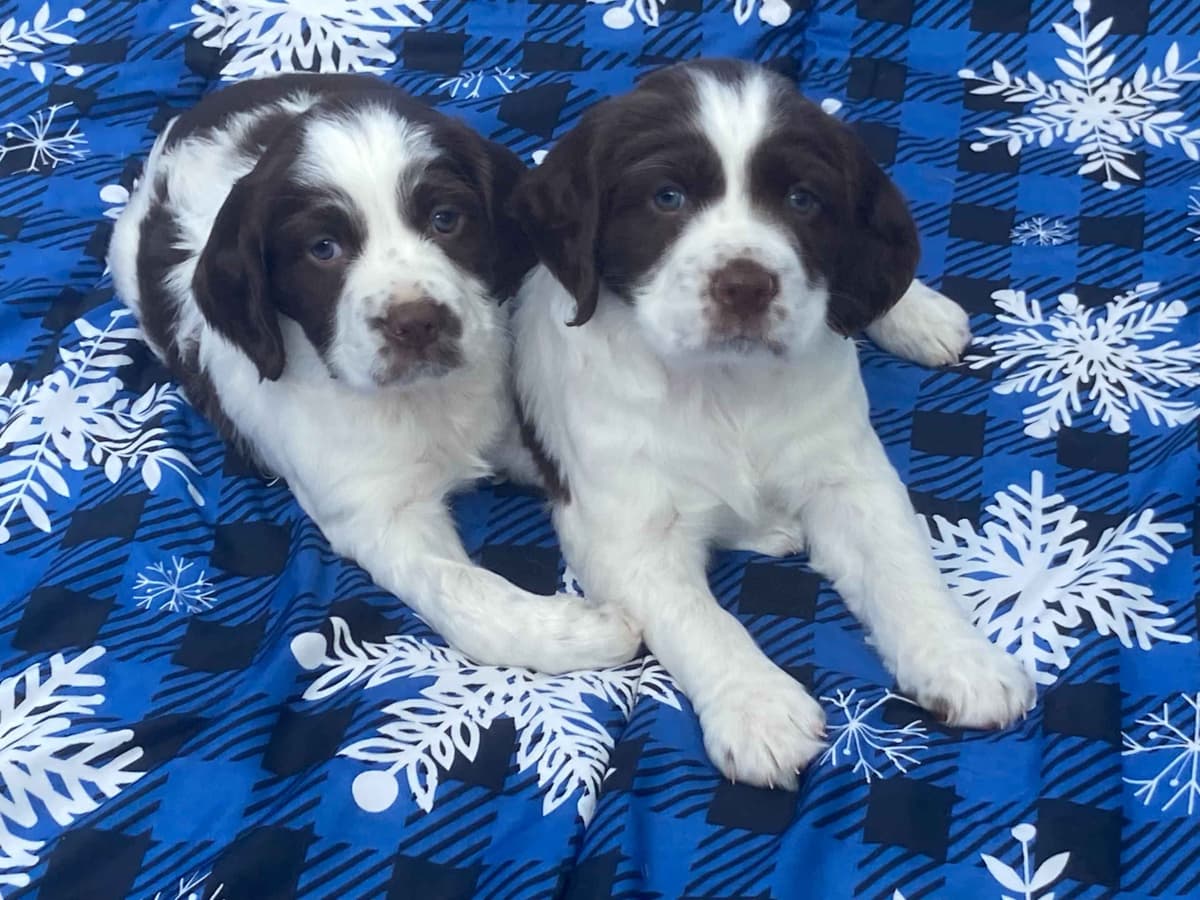 English Springer Spaniel Puppies breeder image 2