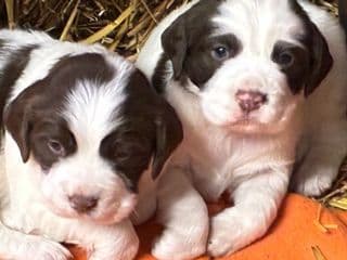 English Springer Spaniel Puppies media 2