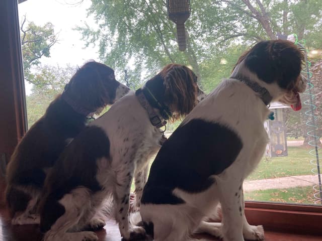English Springer Spaniel Puppies media 4