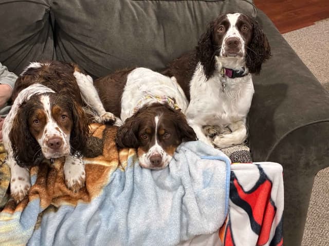 English Springer Spaniel Puppies media 6