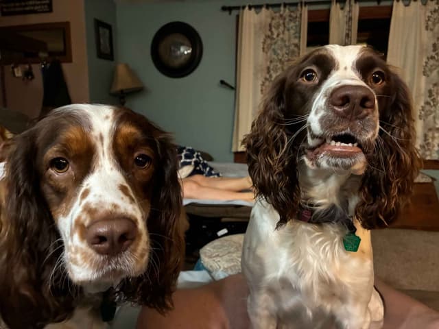 English Springer Spaniel Puppies media 7