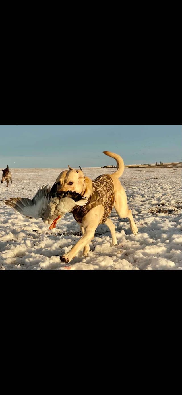 AKC Labrador Retriever Puppies – Field Champion Bloodlines media 3