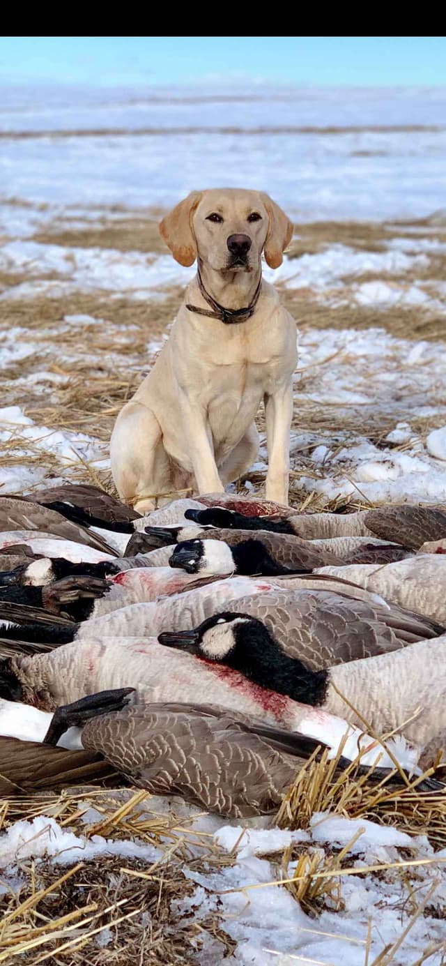 AKC Labrador Retriever Puppies – Field Champion Bloodlines media 5