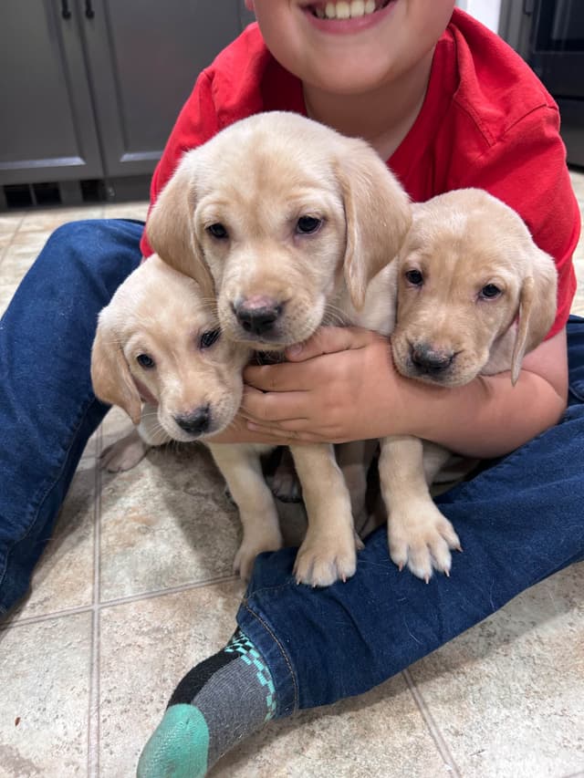 AKC Labrador Retriever Puppies – Field Champion Bloodlines media 9