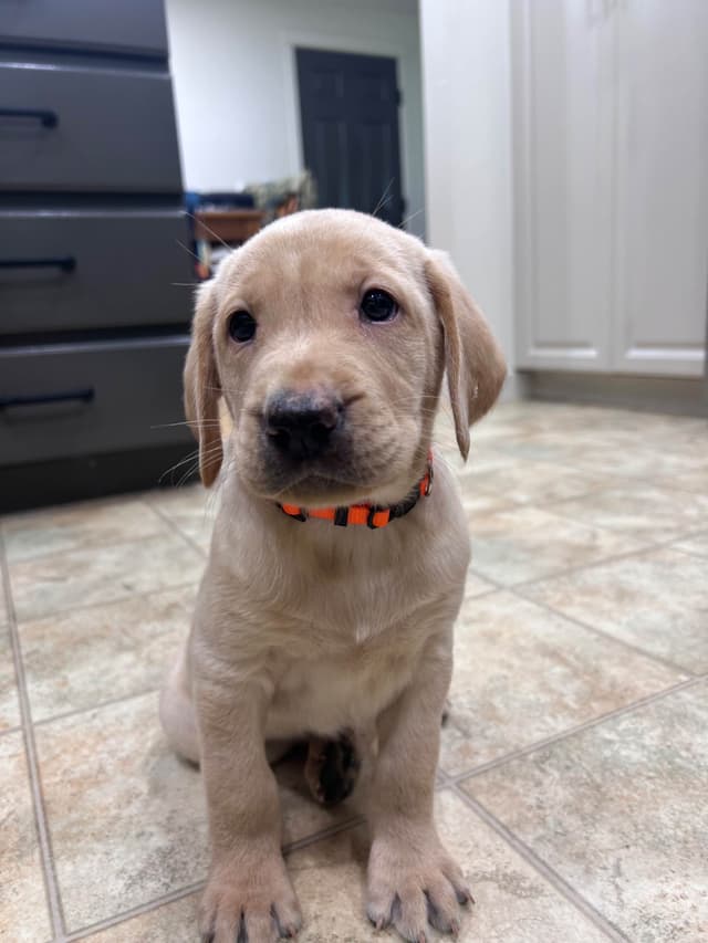 AKC Labrador Retriever Puppies – Field Champion Bloodlines media 10
