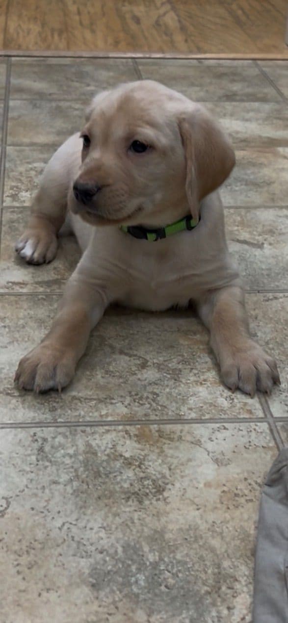 AKC Labrador Retriever Puppies – Field Champion Bloodlines media 11