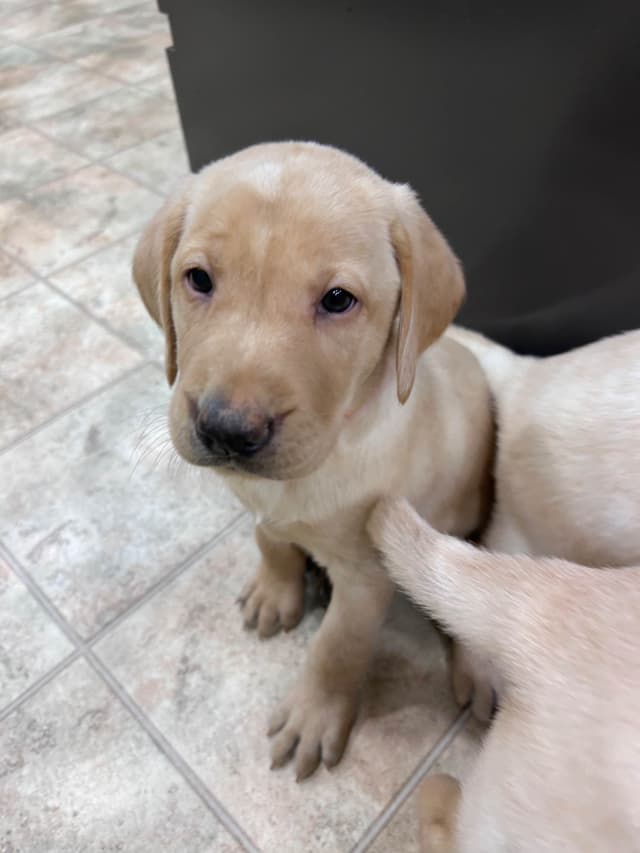 AKC Labrador Retriever Puppies – Field Champion Bloodlines media 13
