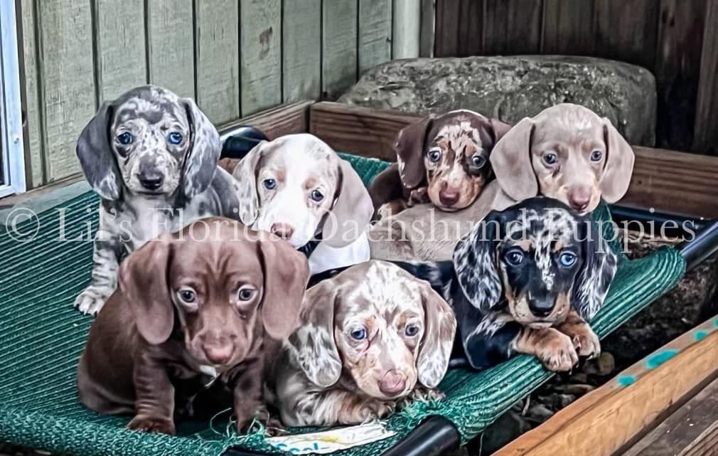 Dachshund Puppies in DeLand Florida breeder image 1