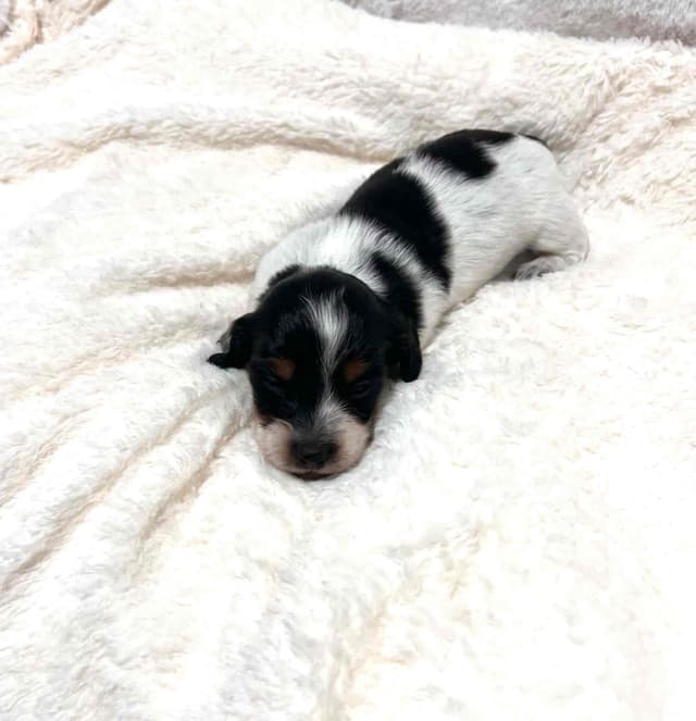 Dachshund Puppies in DeLand Florida media 2