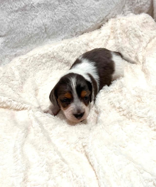 Dachshund Puppies in DeLand Florida media 3