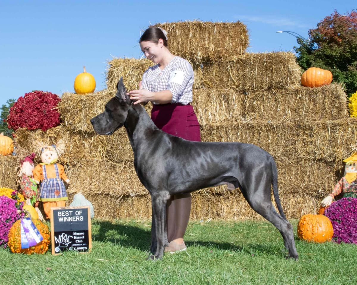 “The Haircuts” - American Hairless Terriers breeder image 2