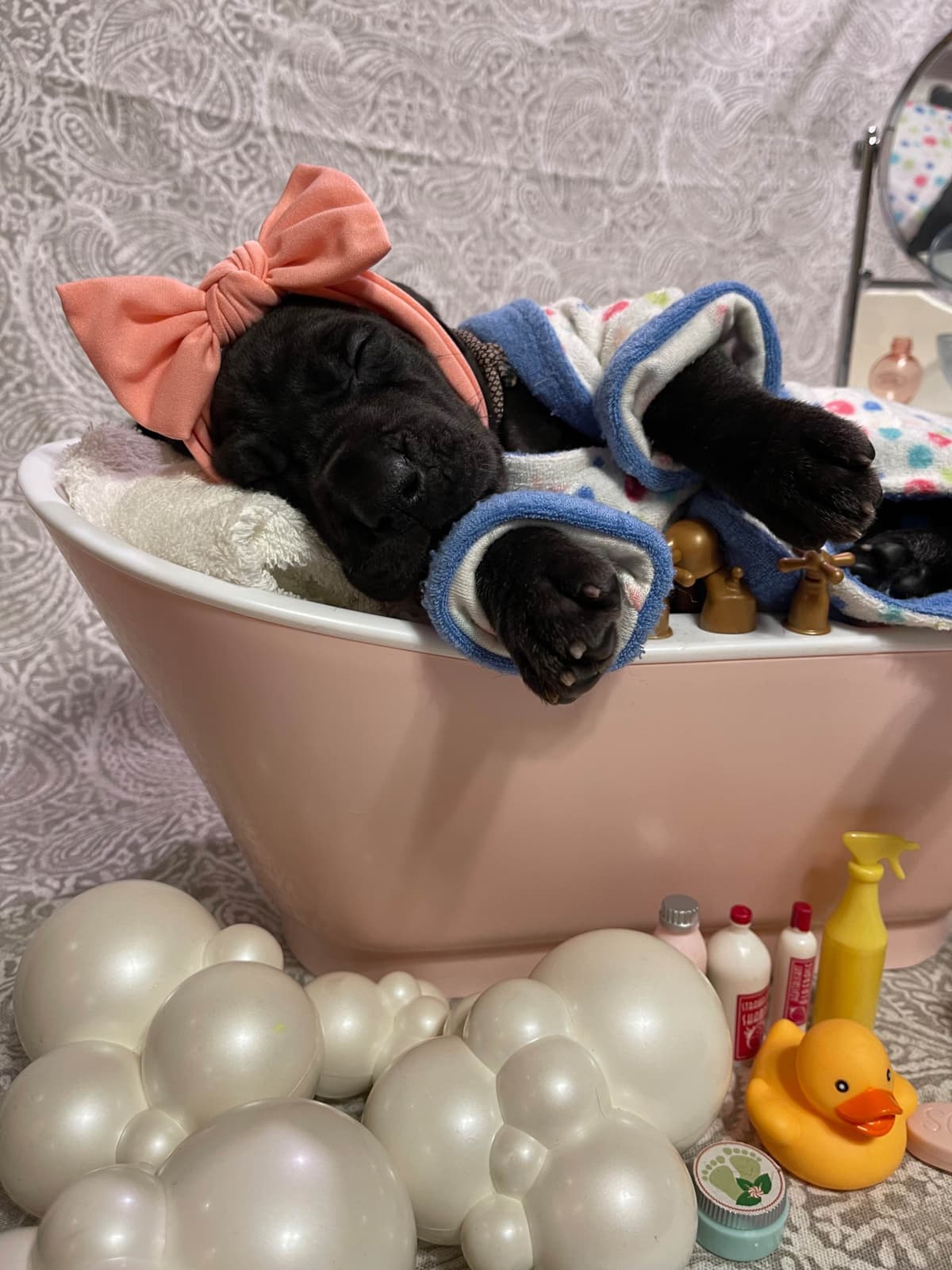“The Haircuts” - American Hairless Terriers breeder image 5