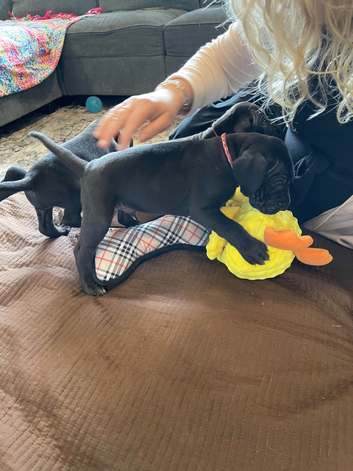 “The Haircuts” - American Hairless Terriers breeder image 7