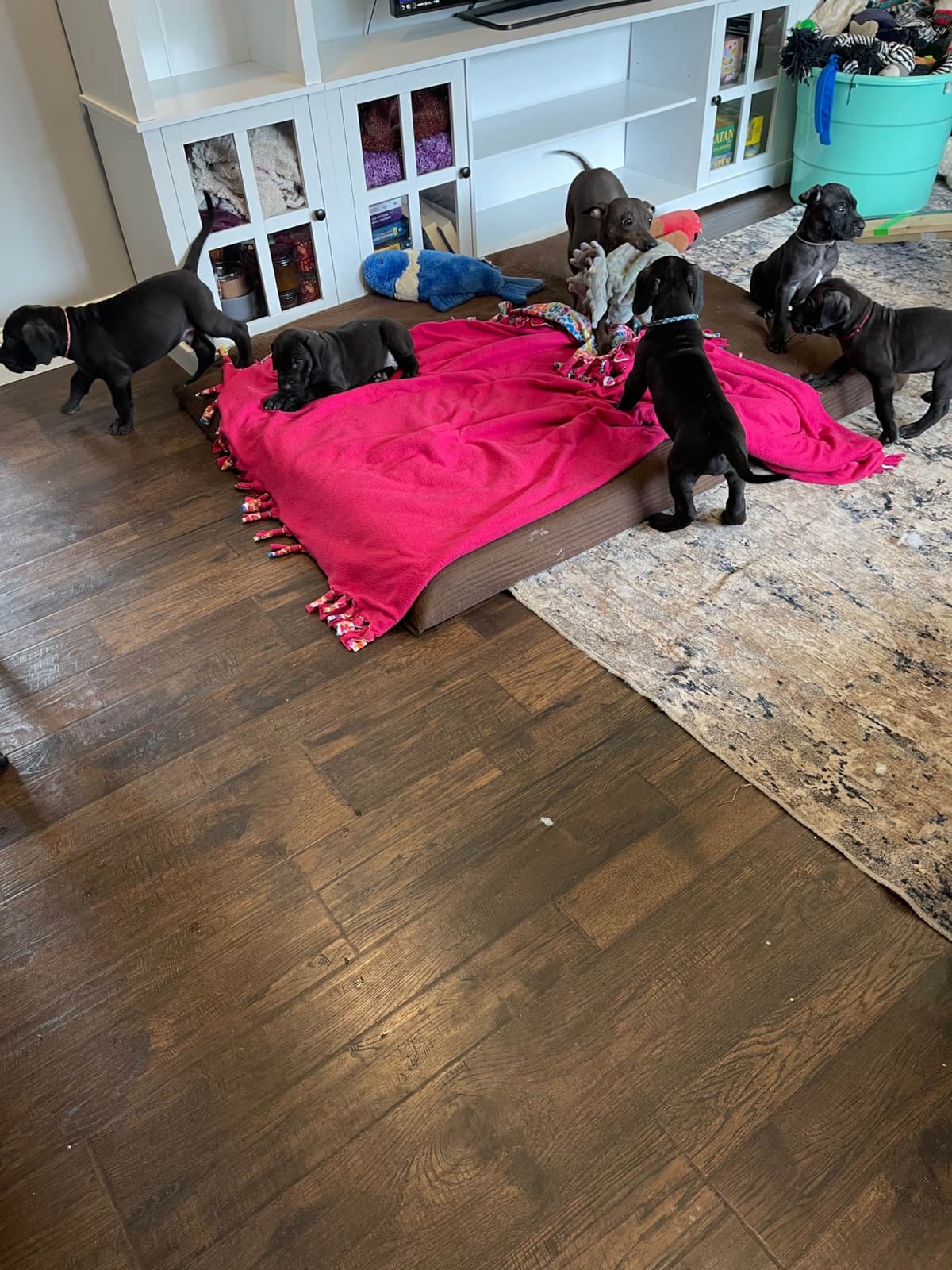“The Haircuts” - American Hairless Terriers breeder image 10