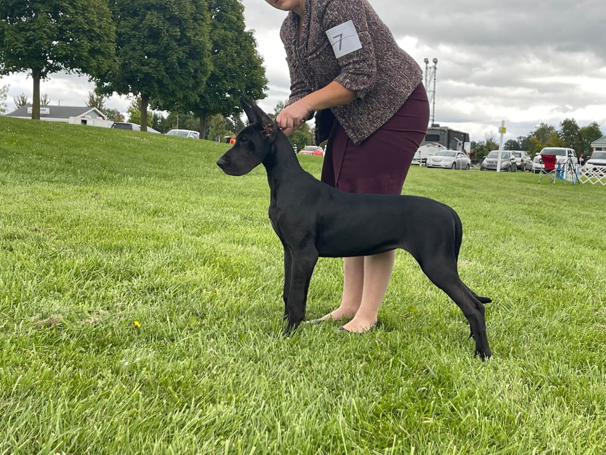“The Haircuts” - American Hairless Terriers breeder image 15