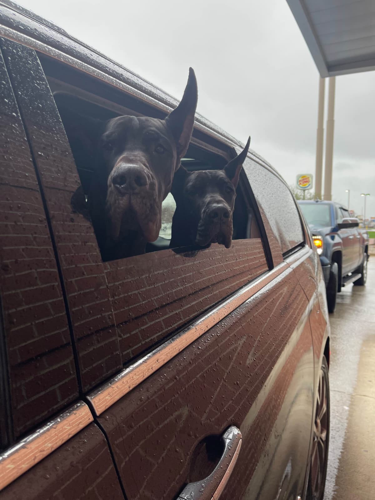 “The Haircuts” - American Hairless Terriers breeder image 17