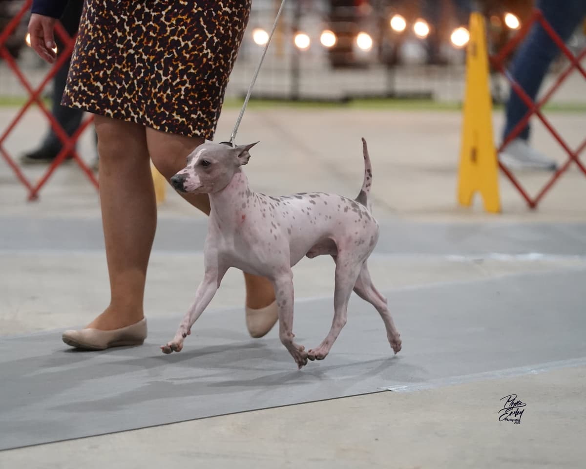 “The Haircuts” - American Hairless Terriers breeder image 22
