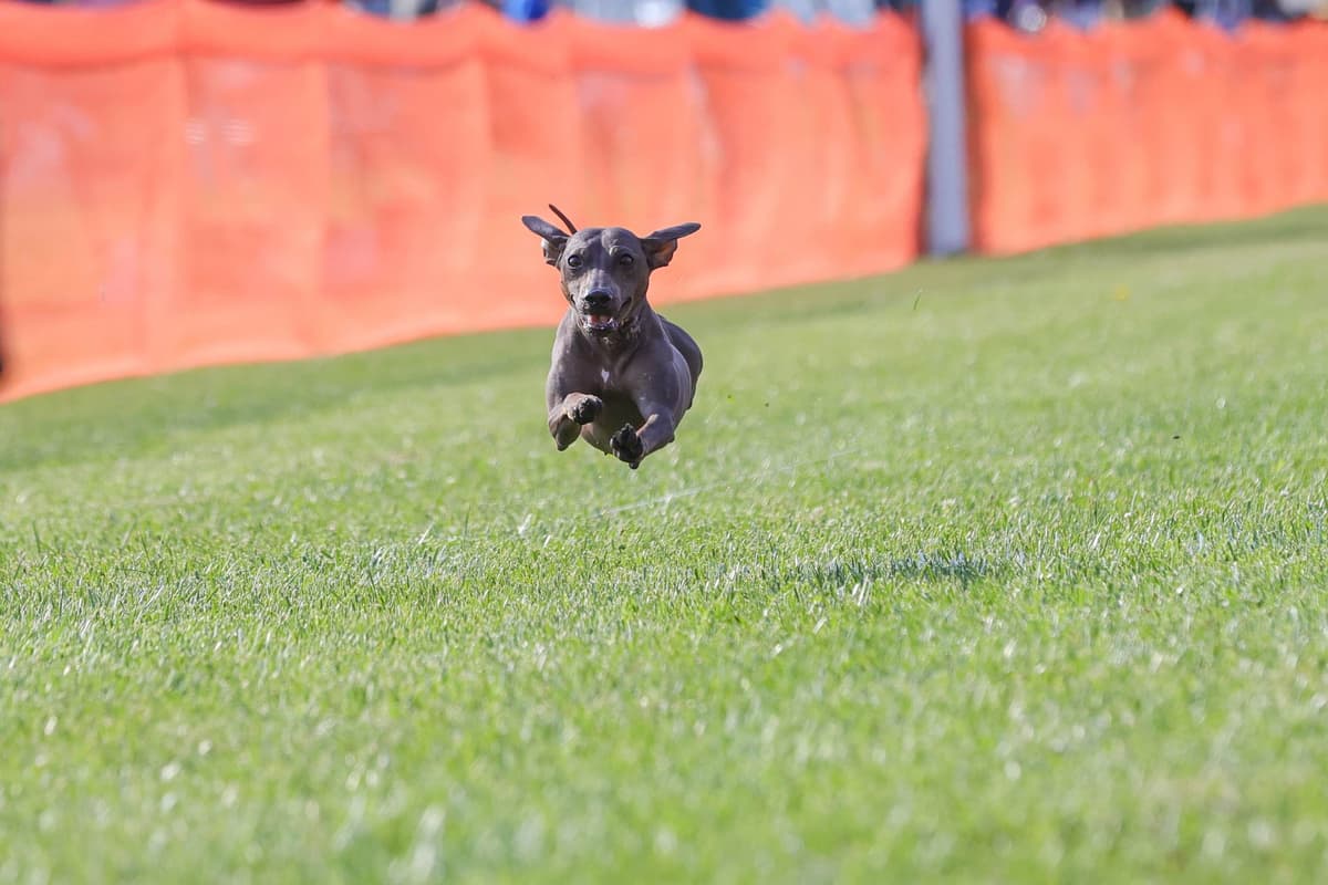 “The Haircuts” - American Hairless Terriers breeder image 23