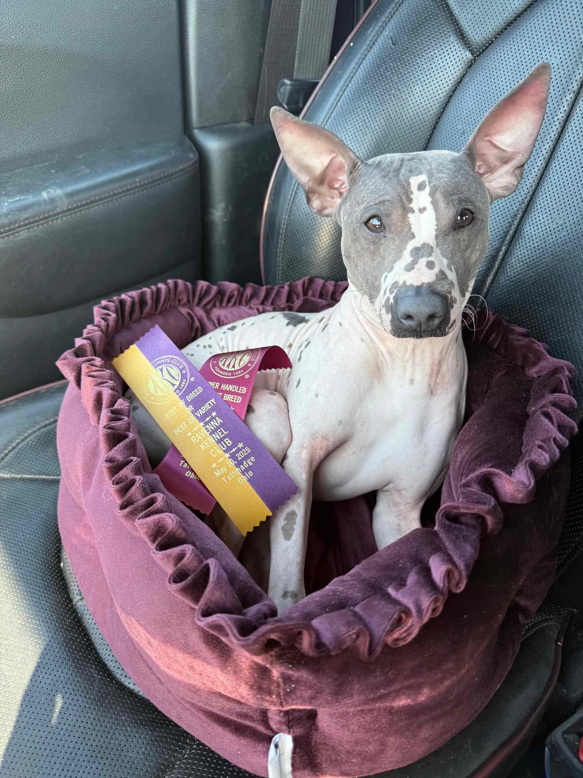 “The Haircuts” - American Hairless Terriers breeder image 26