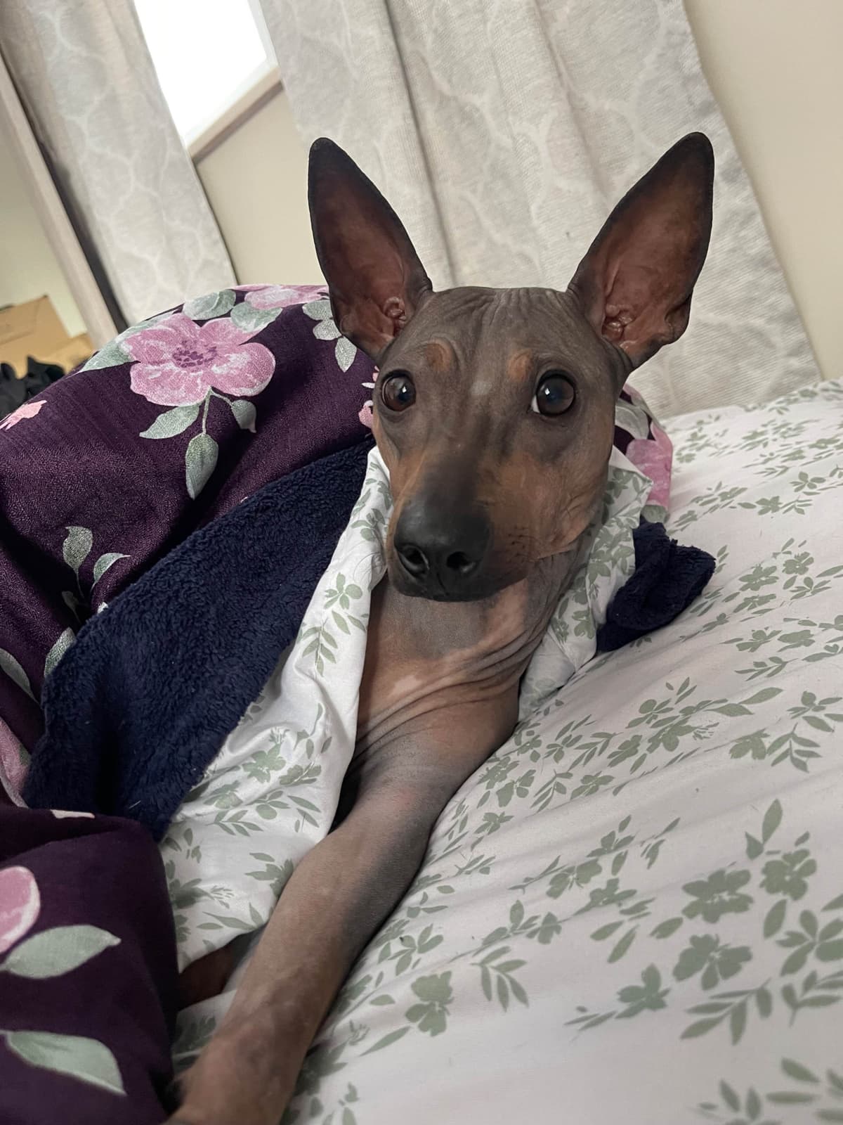 “The Haircuts” - American Hairless Terriers breeder image 27
