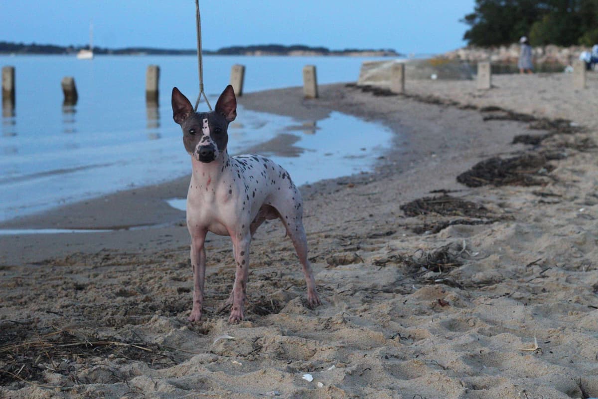 “The Haircuts” - American Hairless Terriers breeder image 28