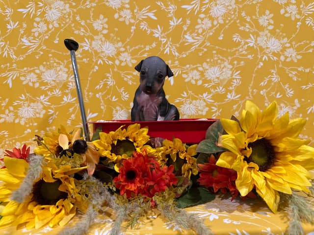 “The Haircuts” - American Hairless Terriers media 2