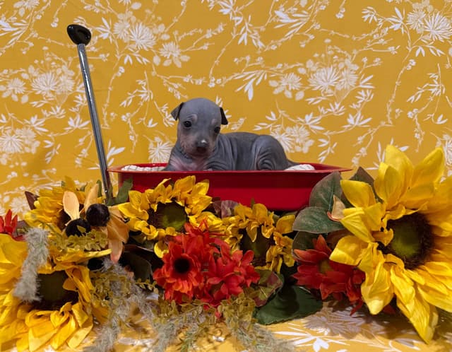 “The Haircuts” - American Hairless Terriers media 3