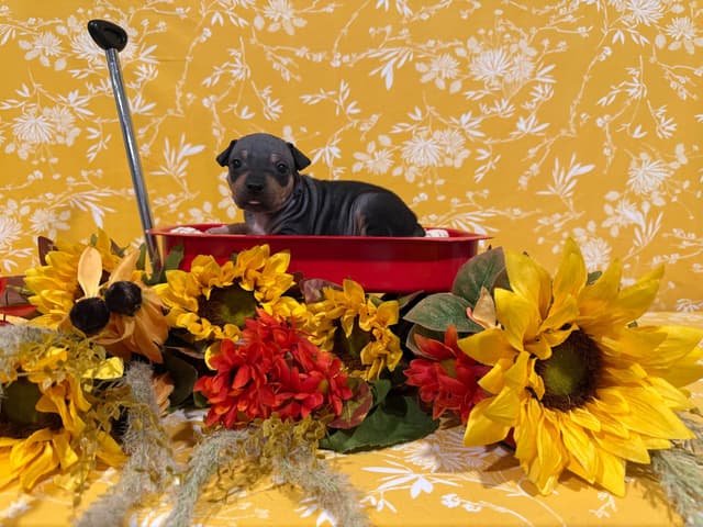 “The Haircuts” - American Hairless Terriers media 4