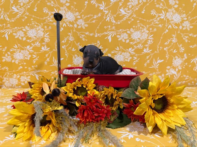 “The Haircuts” - American Hairless Terriers media 6