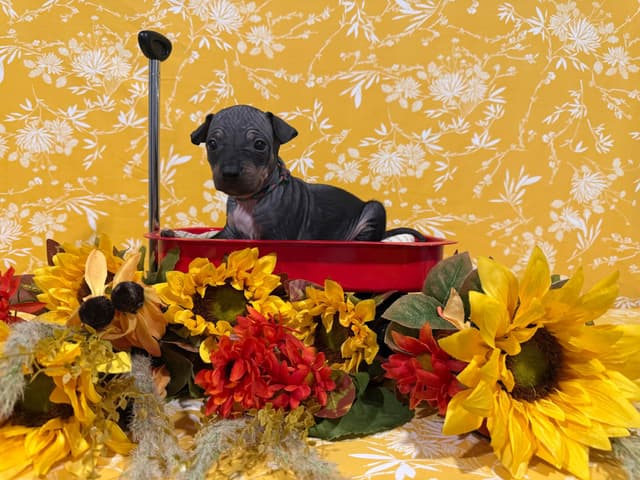 “The Haircuts” - American Hairless Terriers media 5