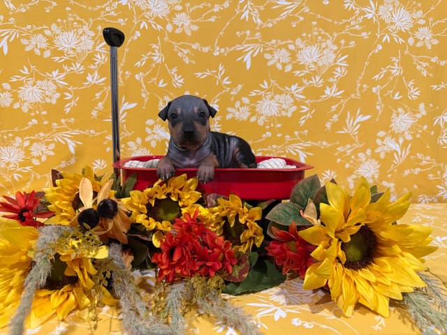 “The Haircuts” - American Hairless Terriers media 8