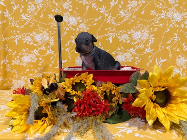 “The Haircuts” - American Hairless Terriers media 7