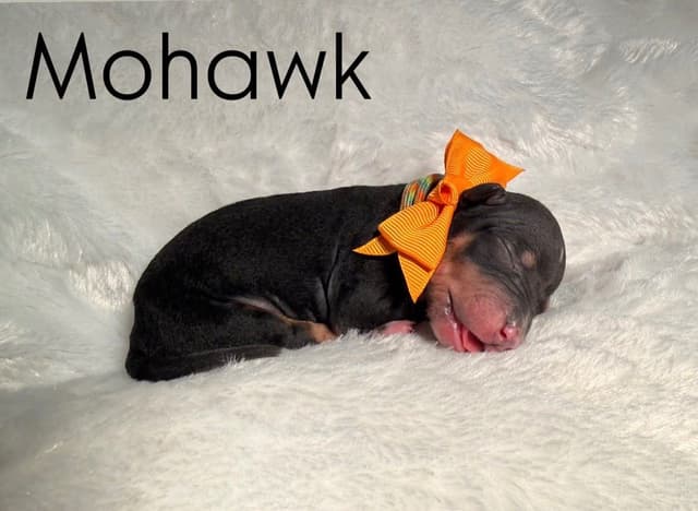 “The Haircuts” - American Hairless Terriers media 9