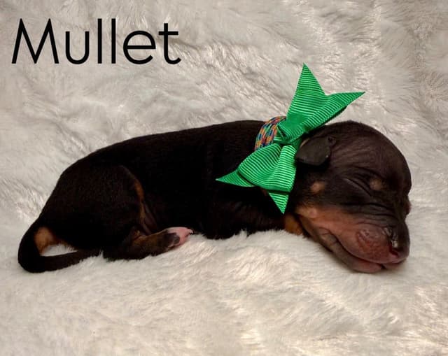 “The Haircuts” - American Hairless Terriers media 11