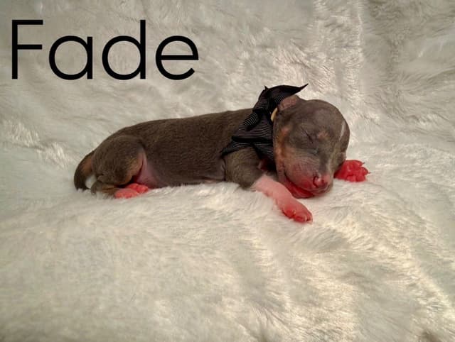 “The Haircuts” - American Hairless Terriers media 14
