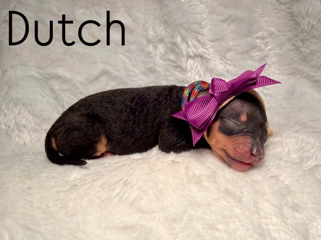 “The Haircuts” - American Hairless Terriers media 16