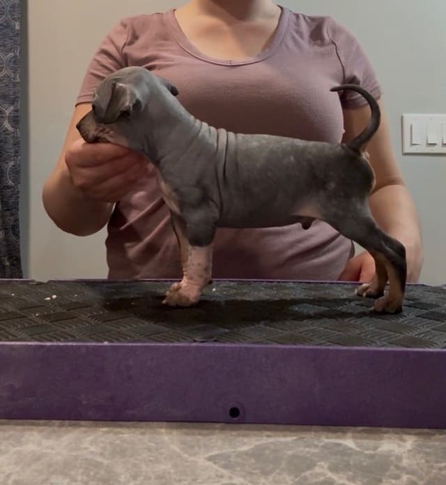 “The Haircuts” - American Hairless Terriers media 18