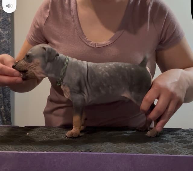 “The Haircuts” - American Hairless Terriers media 19