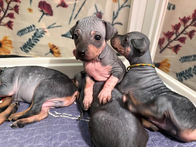 “The Haircuts” - American Hairless Terriers media 20