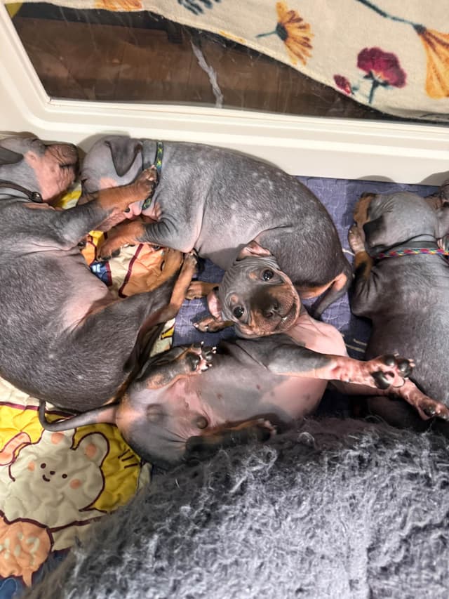 “The Haircuts” - American Hairless Terriers media 21
