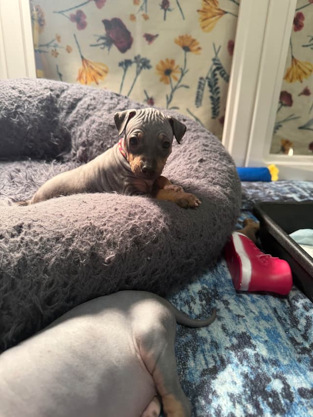 “The Haircuts” - American Hairless Terriers media 23