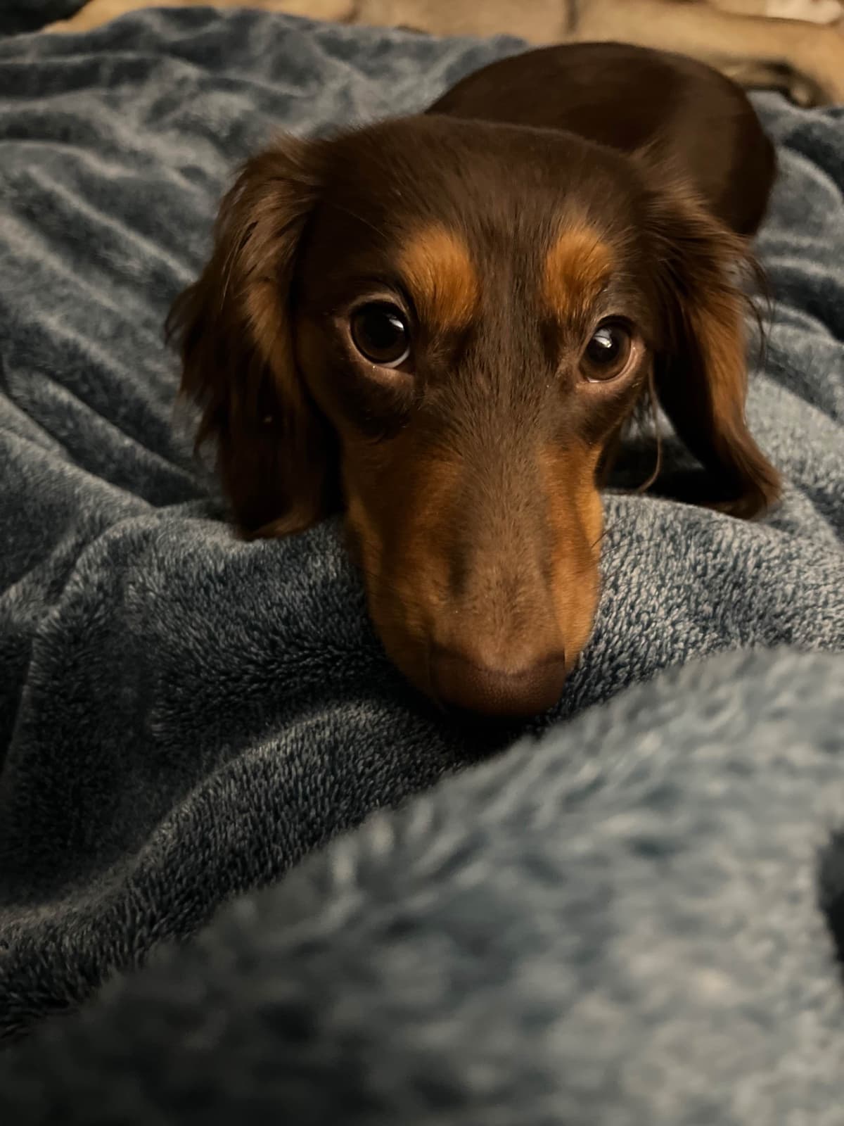 Beautiful Long Haired Mini Dachshund Puppies!! breeder image 1