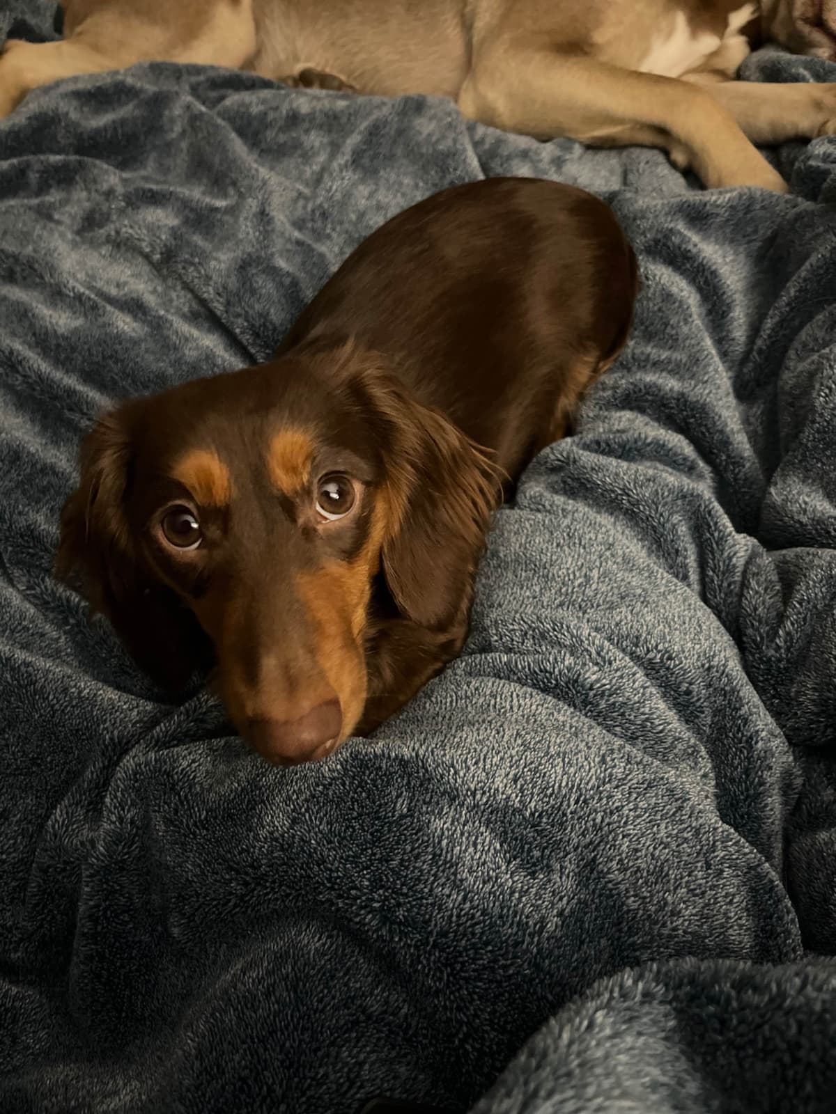 Beautiful Long Haired Mini Dachshund Puppies!! breeder image 3
