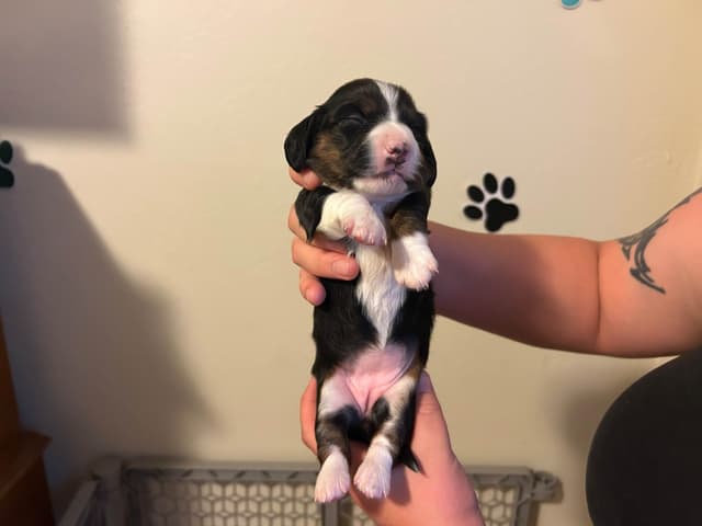 Beautiful Long Haired Mini Dachshund Puppies!! media 2
